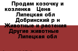Продам козочку и козленка › Цена ­ 4 000 - Липецкая обл., Добринский р-н Животные и растения » Другие животные   . Липецкая обл.